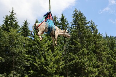 Una mucca viene trasportata in una rete vicino a un bosco.