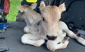 Deux veaux dans un hélicoptère d’Héli-Linth